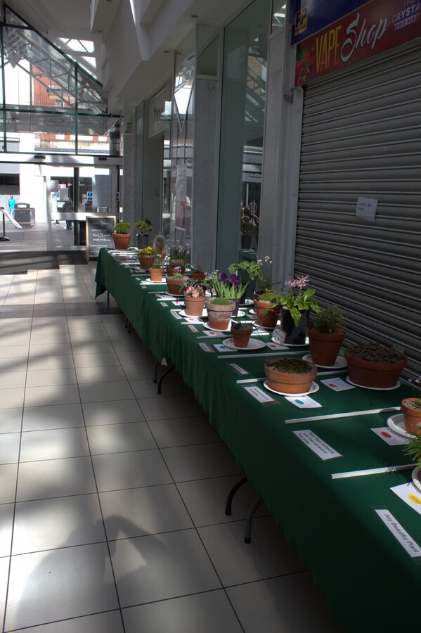 Spring Show 2026 NW Alpine Garden Society 